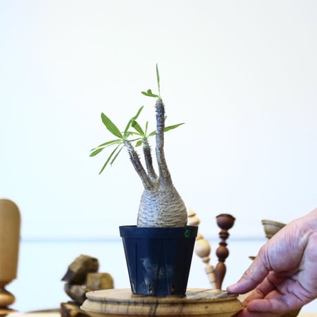 パキポディウム  グラキリス / Pachypodium  gracilius   no.52823
