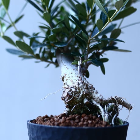 オリーブ　Olea europaea　 no.110844-3
