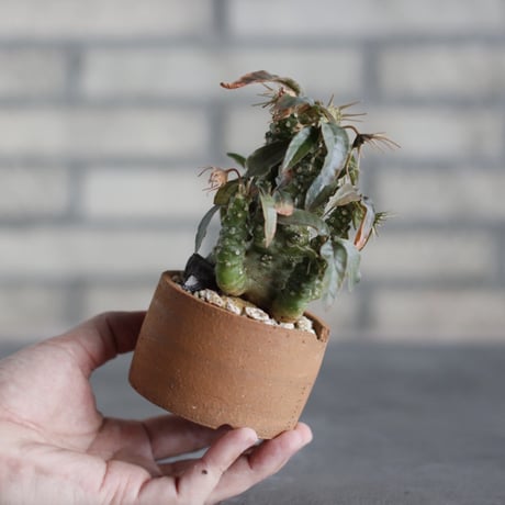 Dorstenia foetida × N/OH (2.5号)  no.524/30