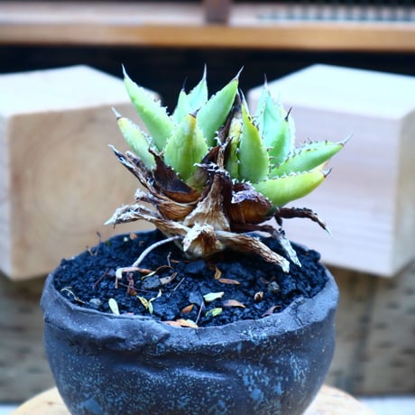 アガベ チタノタ フィリグリー ／Agave titanota "Filigree crested    no.70412