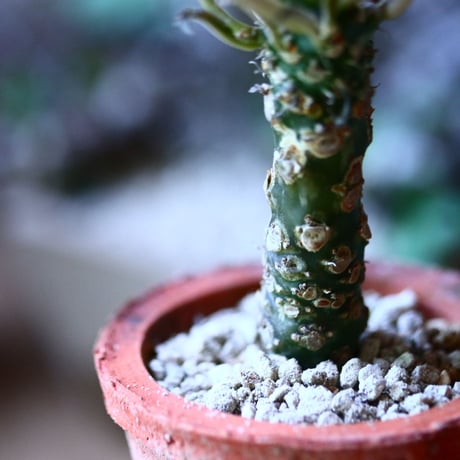 ドルステニア クリスパ    Dorstenia crispa  no.81605