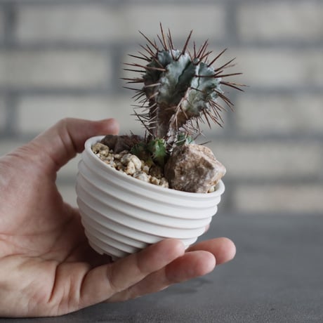 Euphorbia horrida (長刺ホリダ) × takero pot (2.5号)  no.607/8