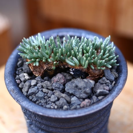 アボニア   クイナリア   アルストニー  赤花／Avonia quinaria ssp. alstonii    no.11645