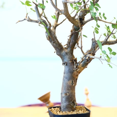 ブルセラ ファガロイデス / Bursera fagaroides   no.62512
