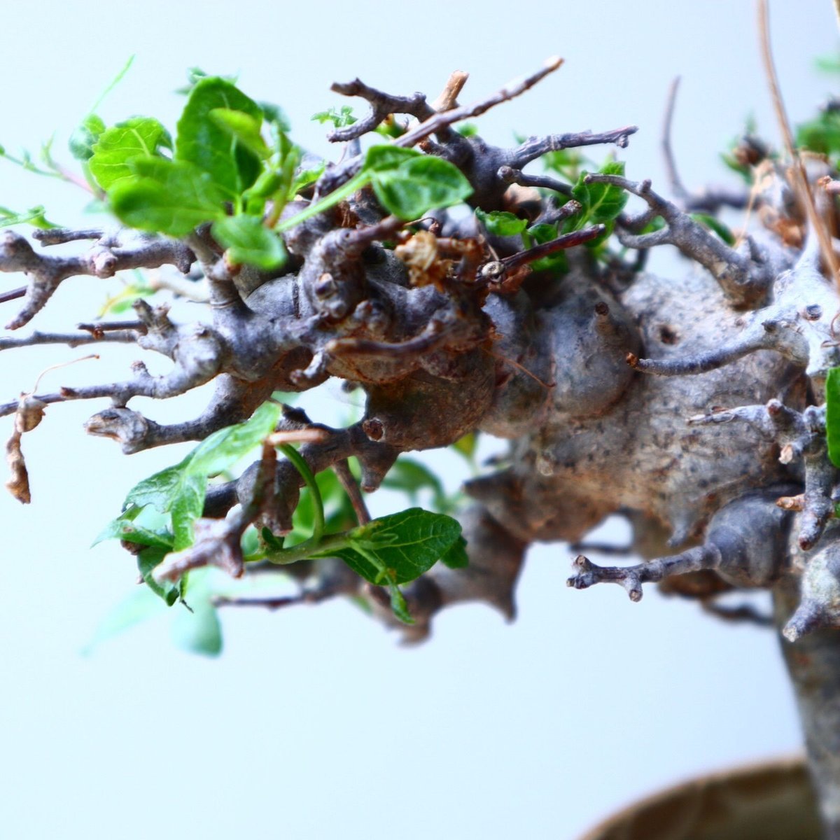 コミフォラ　エイル　枝　2本　芽吹多数　枝挿しに コミフォラ エイル no.002 Commiphora sp. Eyl no