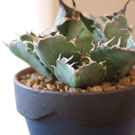 agave titanota caesar × YAMABACHI var. Atsushi Funakushi  no.90119