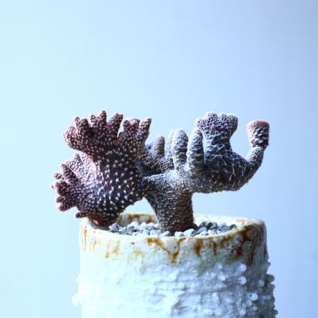 キノコ団扇 　Puna clavarioides   no.21653
