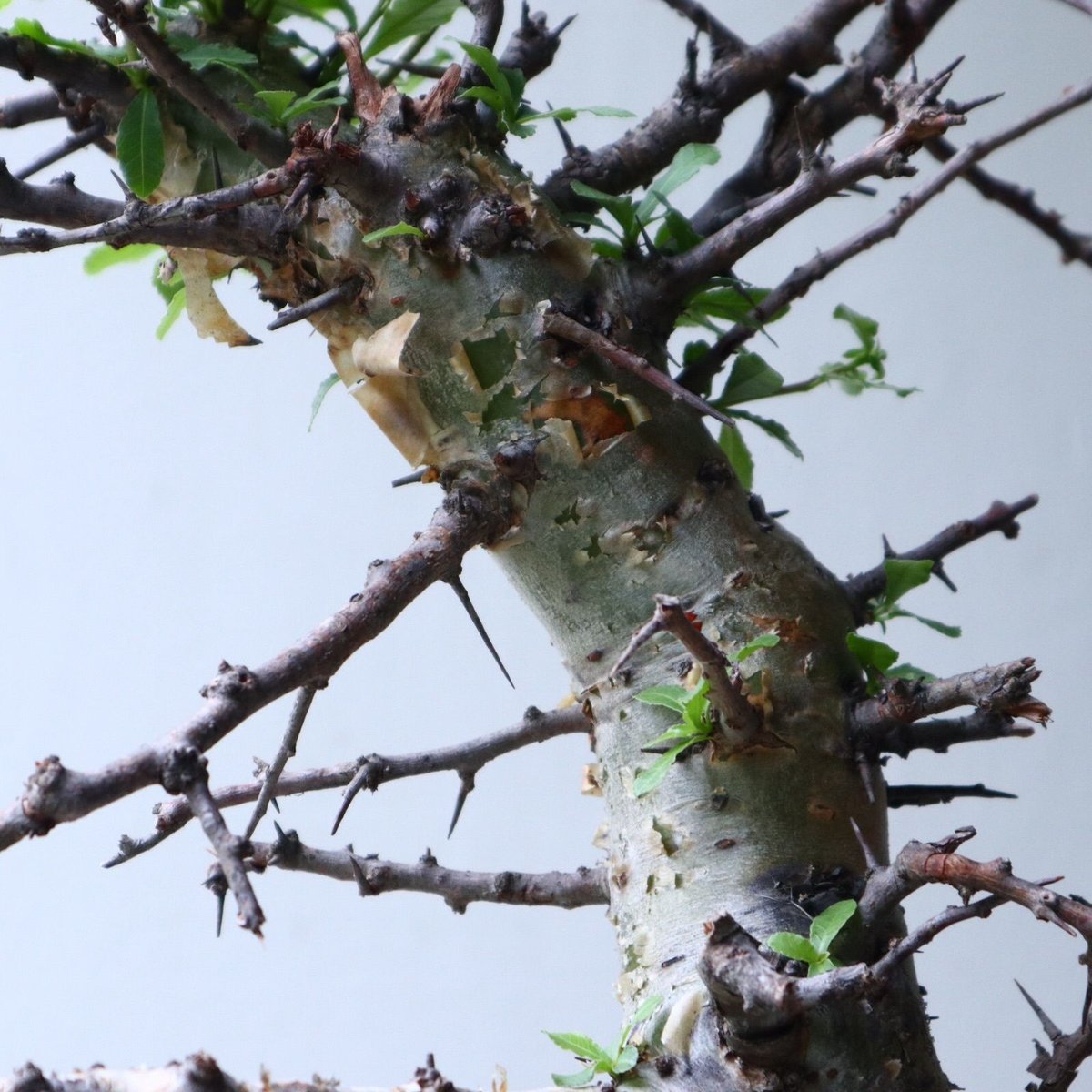 コミフォラ エミニー Commiphora eminii no.90823 | 芽の巣山
