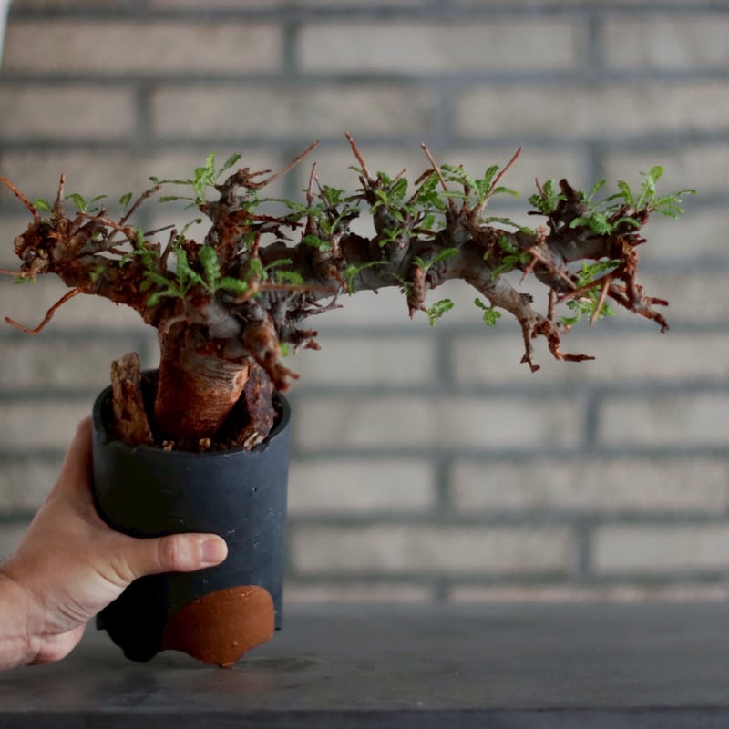 Boswellia neglecta × N/OH (3.5号) no.1011/26 |