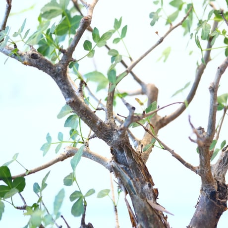 ブルセラ ファガロイデス / Bursera fagaroides   no.62512