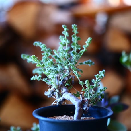 ペラルゴニム   アルテルナンス  Pelargonium alternans    no.111501①