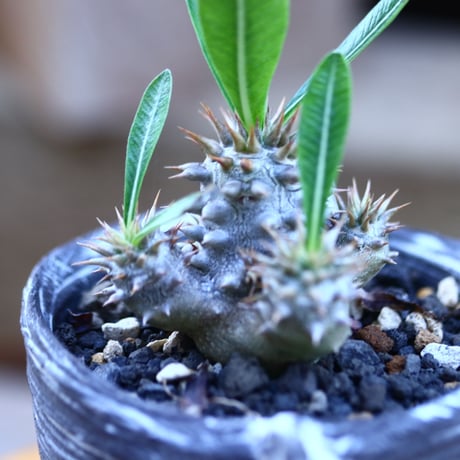 パキポディウム  エブレネウム  実生／Pachypodium eburneum   no.82932