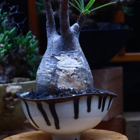 パキポディウム  グラキリス／Pachypodium  gracilius       no.53003