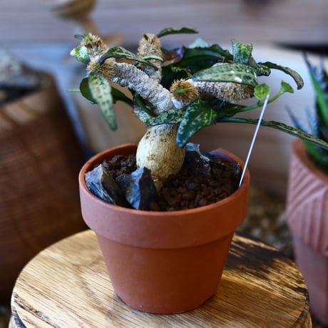 YAMABACHI ver. N/OH × Euphorbia francoisii   no.111903