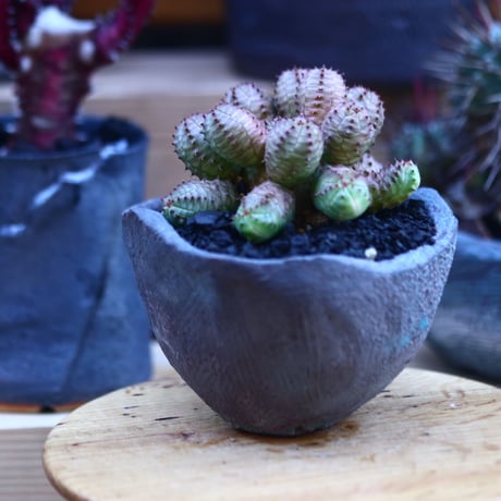 ユーフォルビア  オベサ hyb.     Euphorbia obesa  hyb.    no.32121