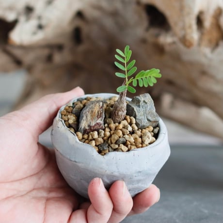 Senna meridionalis × takero pot (2.5号)  no.629-27