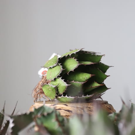 Agave horrida / Style of Chika　no.42154