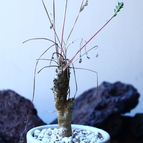 ペラルゴニウム カルノーサム  Pelargonium carnosum  no.30108
