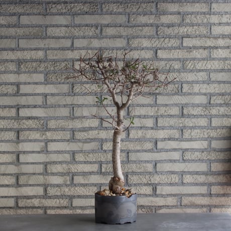 Bursera microphylla × N/OH (5号)  no.510/2
