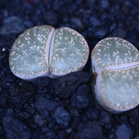 リトープス   紫勲玉     Lithops   lesliei　    no.30612