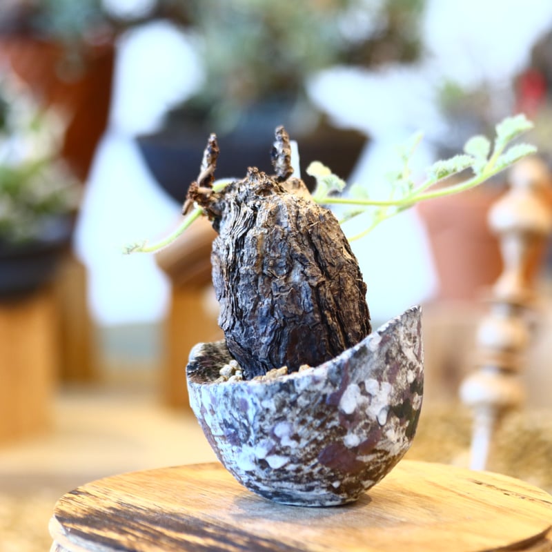 たけろうポット 美品 白錆 陶器 たけろうポット 鉢 【公式通販】