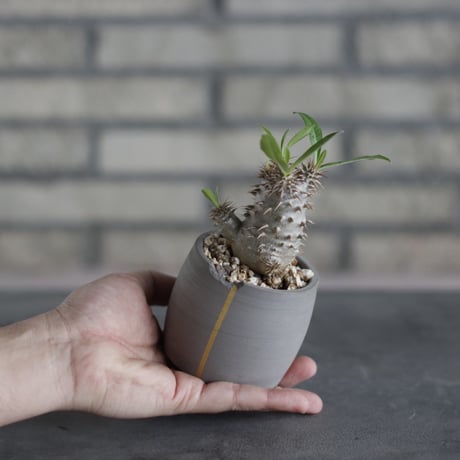 Pachypodium Makayense × N/OH (2.5号)  no.510/33