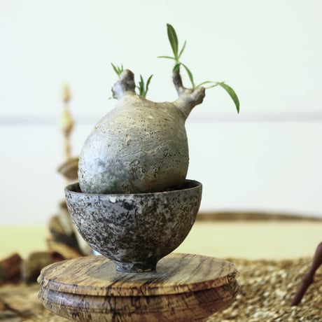 パキポディウム  グラキリス / Pachypodium  gracilius   no.52101