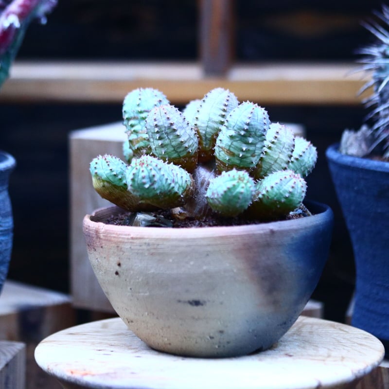 ユーフォルビア オベサ 梵天 no.122656 | 芽の巣山