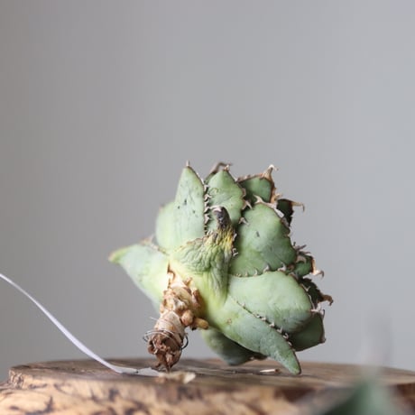 Agave titanota filigree Devil/ Style of Chika　no.42120