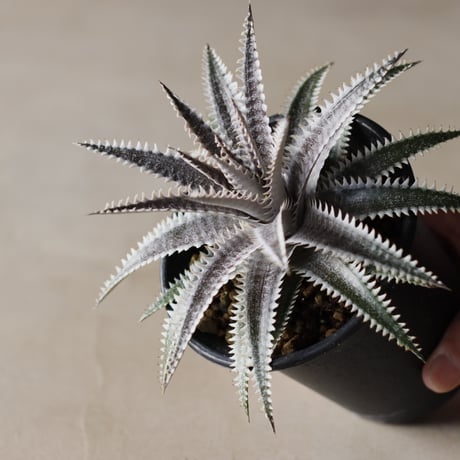 Dyckia 'Bakers Domain' x 'Super Arizona' Shidoku_Plants Hybrid / (3.5号鉢)  no.913/58