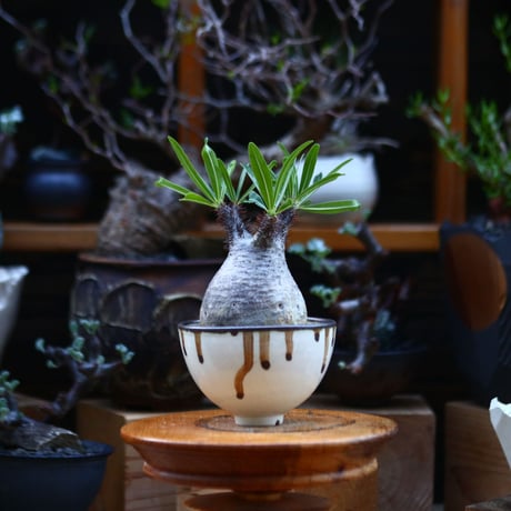 パキポディウム  グラキリス／Pachypodium  gracilius       no.92642