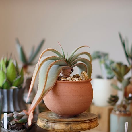 Aloe suprafoliata × N/OH (4.5号)  no.1214/25