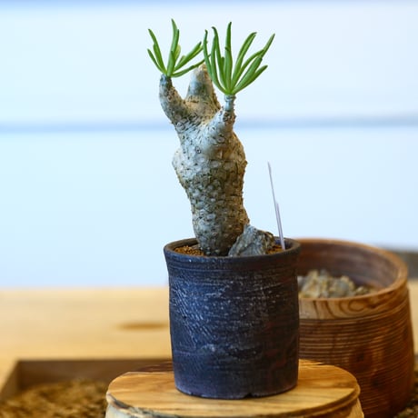 Tylecodon rubrovenosus × 安西桂﻿﻿    no.111235