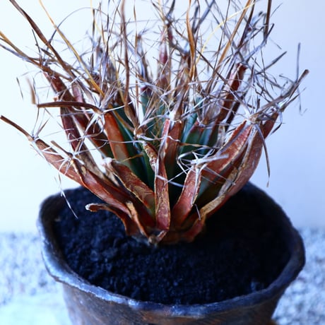 レウクテンベルギア  晃山    Leuchtenbergia principis  no.11229