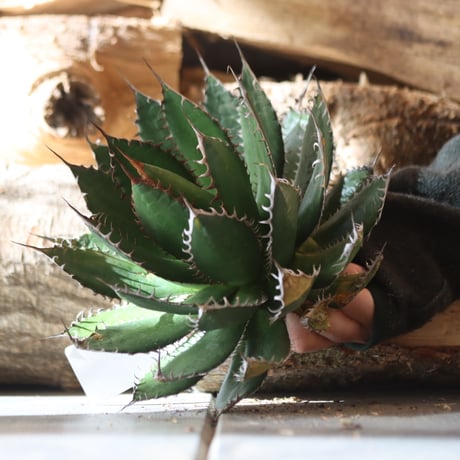 U.S. horrida -By the way (Agave horrida) / Style of Chika　no.1203-10