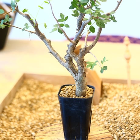 ブルセラ ファガロイデス / Bursera fagaroides   no.62520