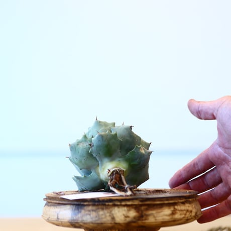 Agave Isthmensis / Style of Chika   no.1015/91