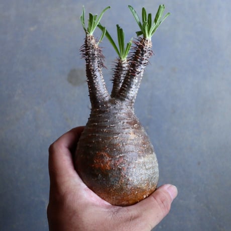 パキポディウム グラキリス   Pachypodium rosulatum var. gracilius no.110326