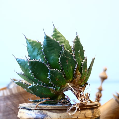 Agave horrida    no.121/14