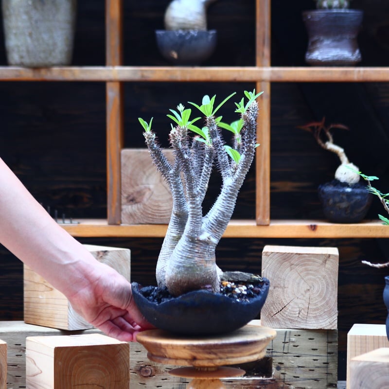 パキポディウム マカイエンセ ＋ valiem aobouzu 2周年Mサイズ パキポディウム マカイエンセ ＋ valiem aobouzu 2周年Mサイズ