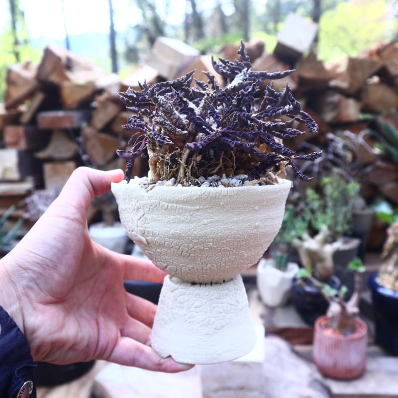ユーフォルビア デカリー Euphorbia decaryi no.41817 | ユーフォルビア デカリー Euphorbia decaryi no.41817 |