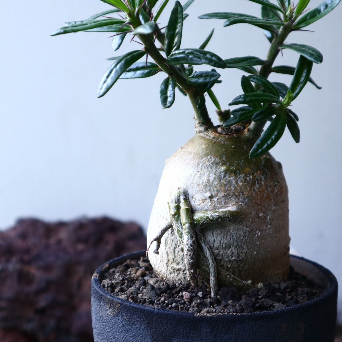 パキポディウム サキュレンタム Pachypodium Succulentum no