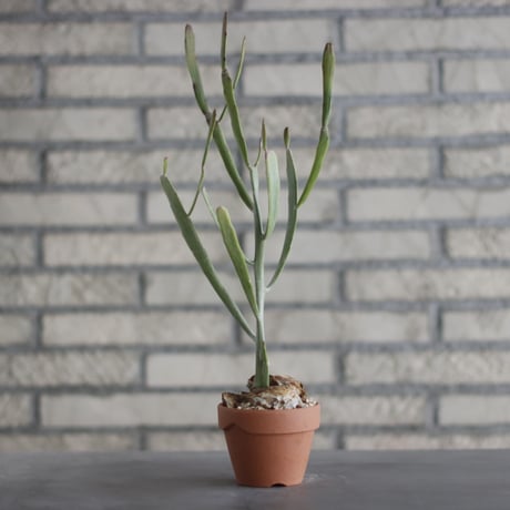 Euphorbia  enterophora (エンテロフォラ ナロー) / T.W. × YAMABACHI (3号) no.329/40