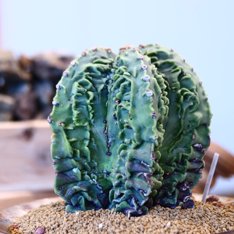 Astrophytum 複隆ランポー玉 × M&M no.107130 | 芽の巣山