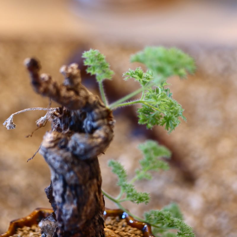 Pelargonium triste × soso no.31028 | 芽の巣山