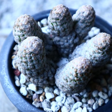 マミラリア    テレサエ    Mammillaria theresae   no.121505