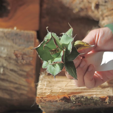 U.S. flame (Agave titanota flame) / Style of Chika　no.1203-20