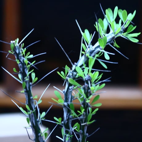 フォークイエリア hyb.／ Fouquieria hyb. （purpusii × fasciculata ） no.100344
