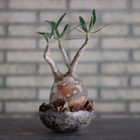Pachypodium gracilius × takero pot (4.5号)  no.928/18