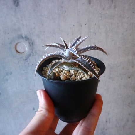 Dyckia ‘Dancing Bear’ × ‘Snowstorm’     012